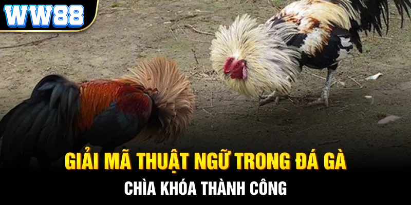 Cược Đá gà Wala tại nhà cái WW88 có gì hấp dẫn? 4 thuật ngữ Đá gà Wala
