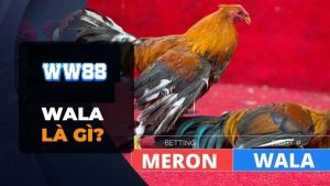 Cược Đá gà Wala tại nhà cái WW88 có gì hấp dẫn? 14 Đá gà Wala