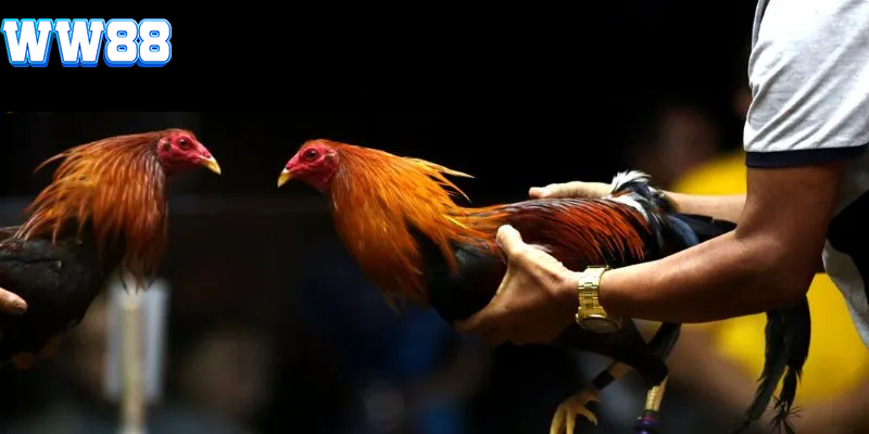 Cược Đá gà Wala tại nhà cái WW88 có gì hấp dẫn? 3 Đá gà Wala ww88