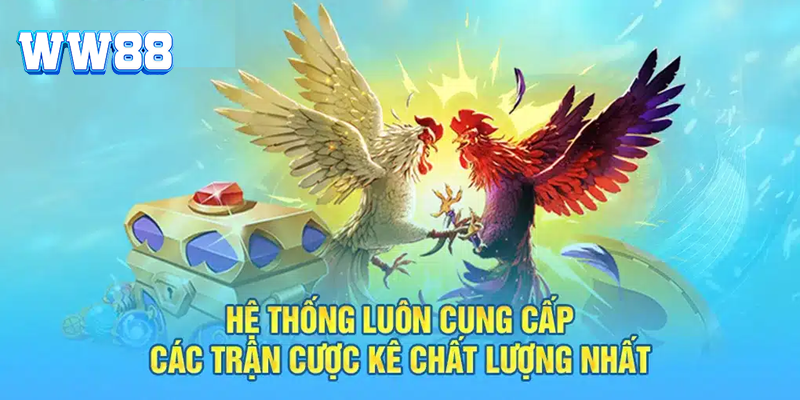 Sảnh đá gà tại WW88