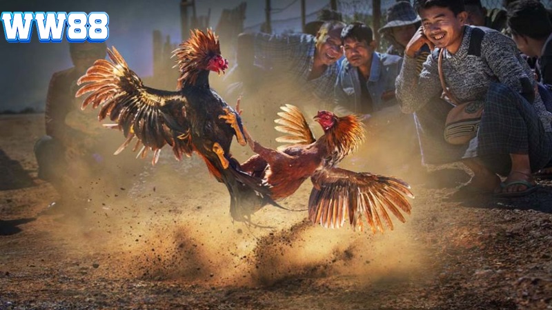 đá gà tại WW88