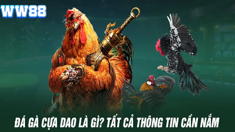 Đá gà cựa dao