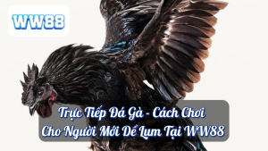 Trực Tiếp Đá Gà - Cách Chơi Cho Người Mới Dể Lụm Tại WW88 2 Trực Tiếp Đá Gà - Cách Chơi Cho Người Mới Dể Lụm Tại WW88