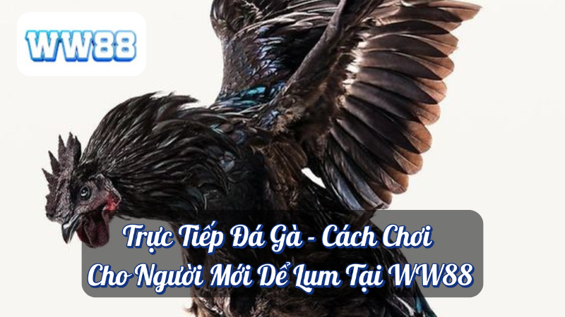 Trực Tiếp Đá Gà - Cách Chơi Cho Người Mới Dể Lụm Tại WW88